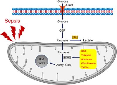 The Pyruvate Dehydrogenase Complex in Sepsis: Metabolic Regulation and Targeted Therapy